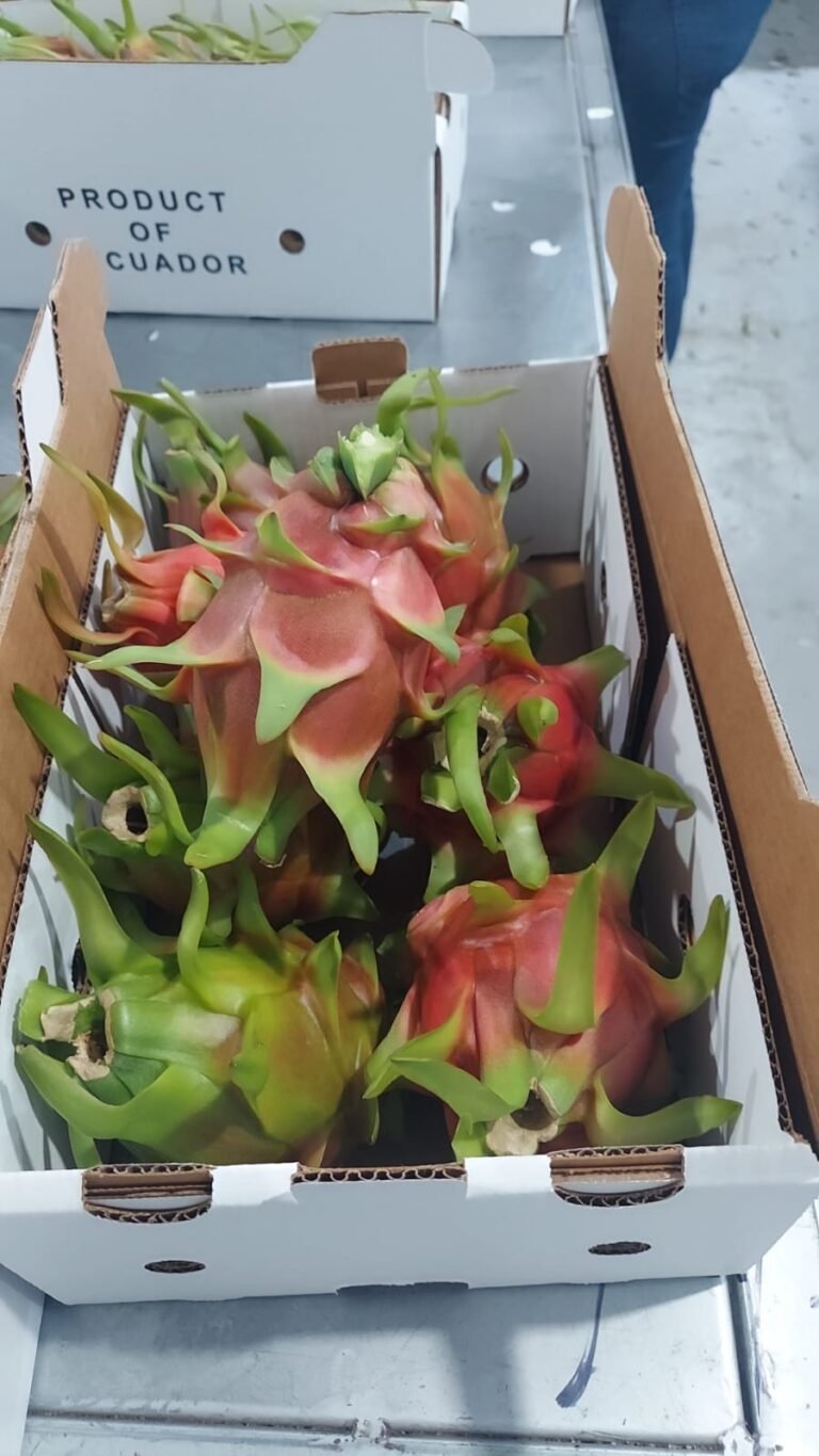 pitahaya6
